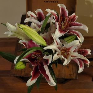 Meet your Posher, Anna